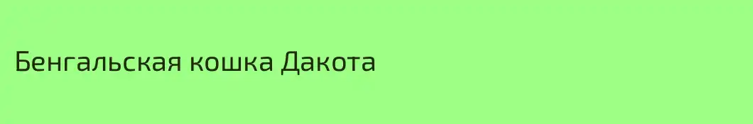 Бенгальская кошка Дакота